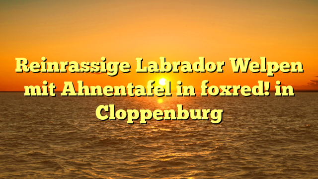 Reinrassige Labrador Welpen mit Ahnentafel in foxred! in Cloppenburg