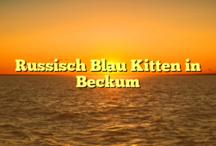 Russisch Blau Kitten in Beckum