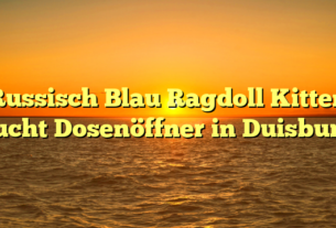 Russisch Blau Ragdoll Kitten sucht Dosenöffner in Duisburg