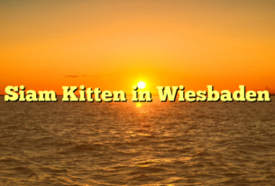 Siam Kitten in Wiesbaden