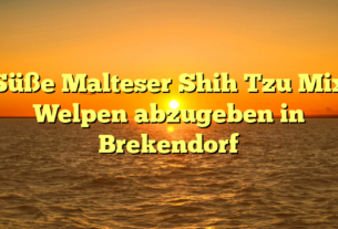 Süße Malteser Shih Tzu Mix Welpen abzugeben in Brekendorf