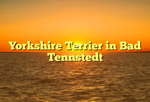 Yorkshire Terrier in Bad Tennstedt
