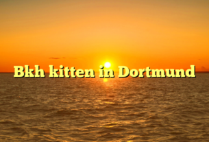 Bkh kitten in Dortmund