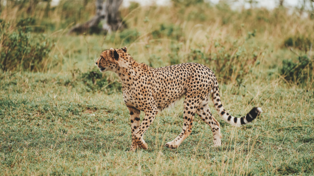 Website-Aufhaengerfoto-TIROLERIN-1-1024×576-1