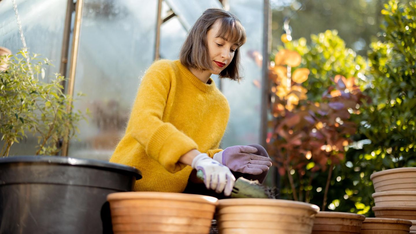 drei-garten-fehler-im-herbst