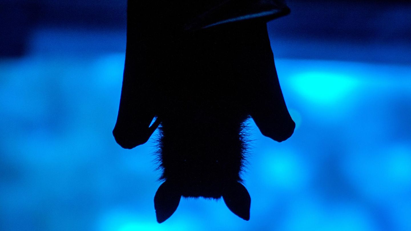 fledermaus-schatten