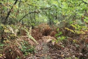 herbst-suchbild-nur-echte-adleraugen-koennen-den-hund-im-laub-finden