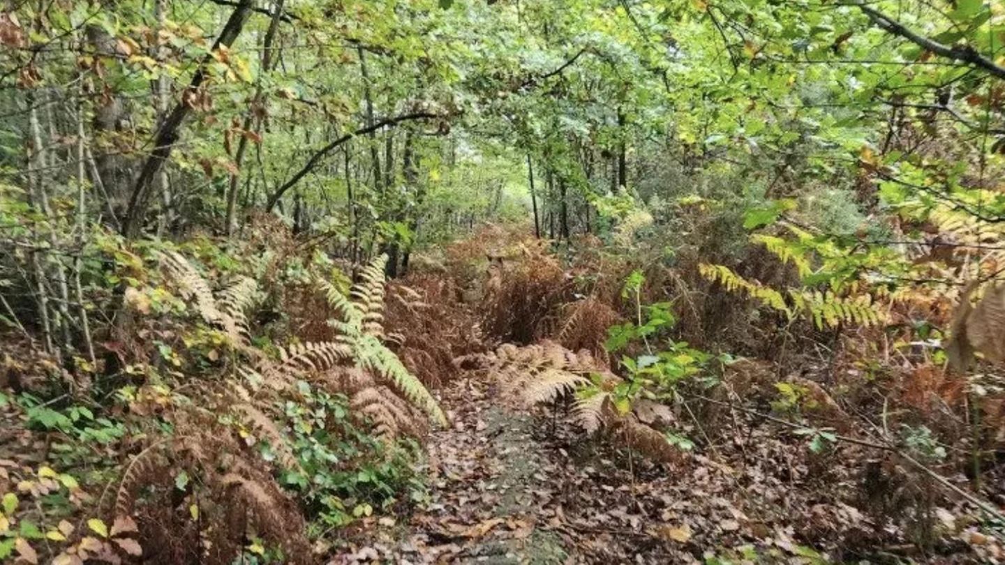 herbst-suchbild-nur-echte-adleraugen-koennen-den-hund-im-laub-finden