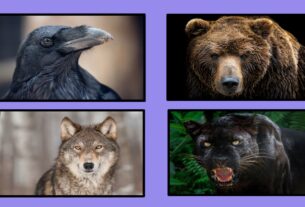 persoenlichkeit-dunkle-characterzuge