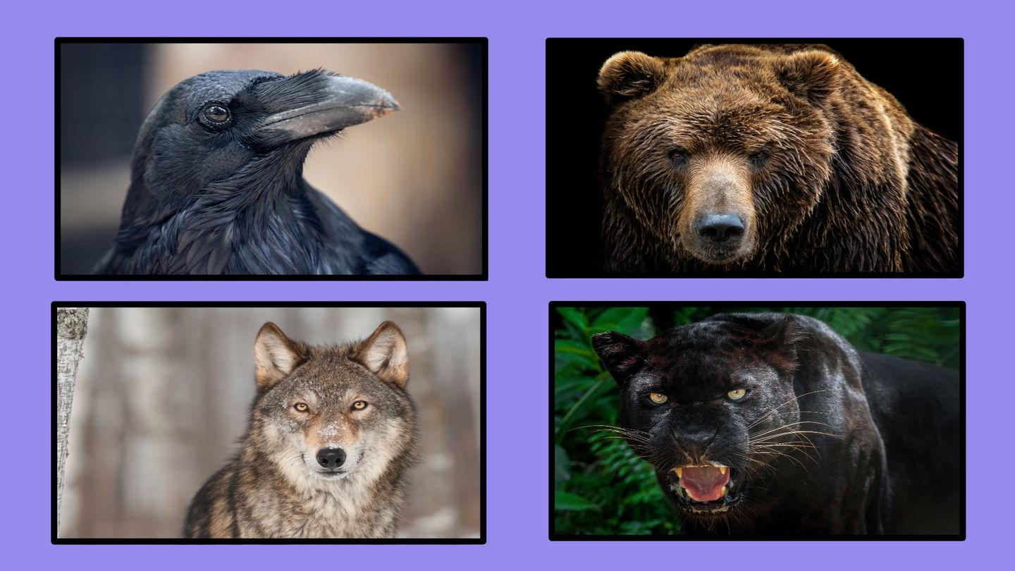 persoenlichkeit-dunkle-characterzuge