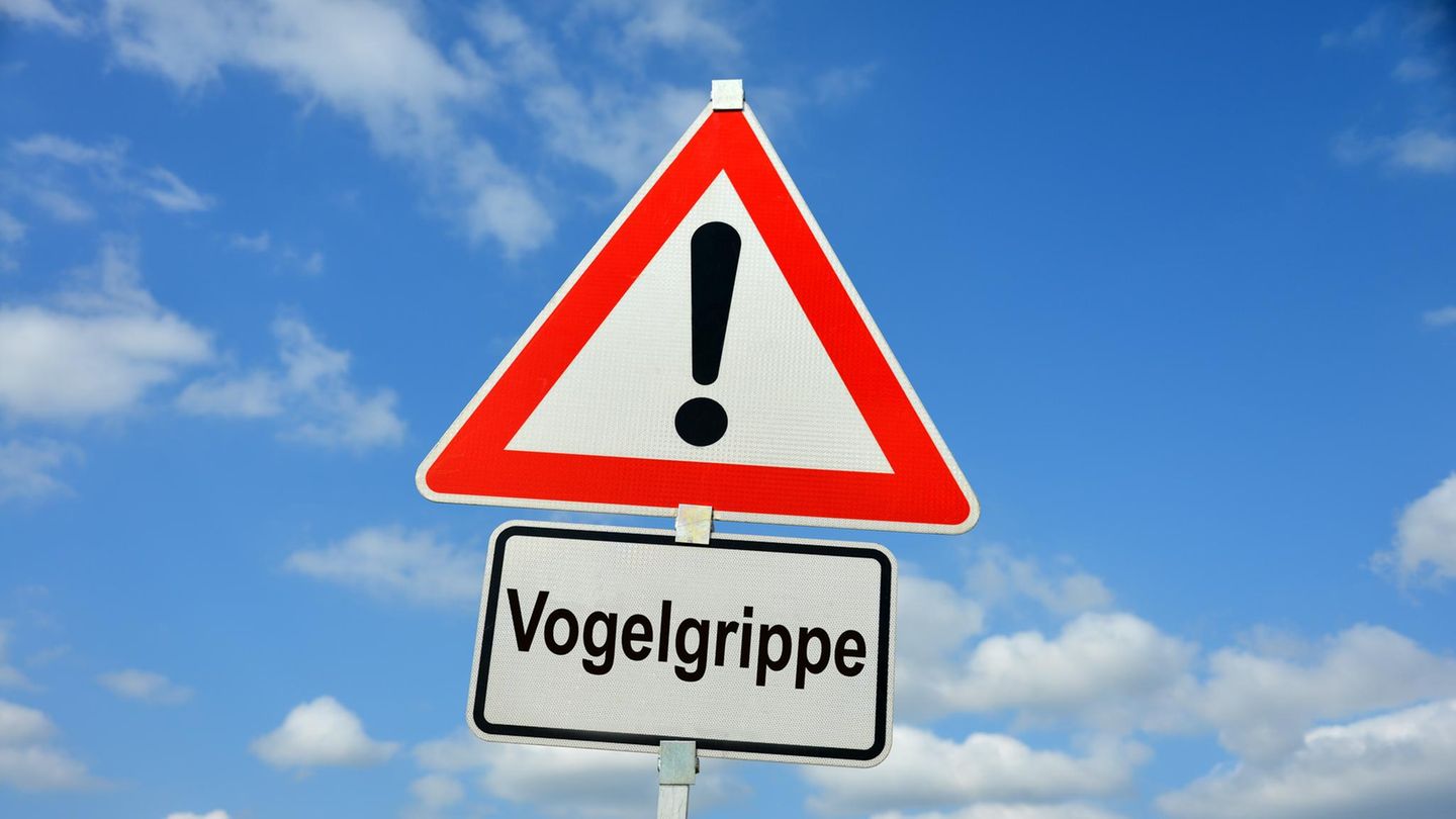 vogelgrippe