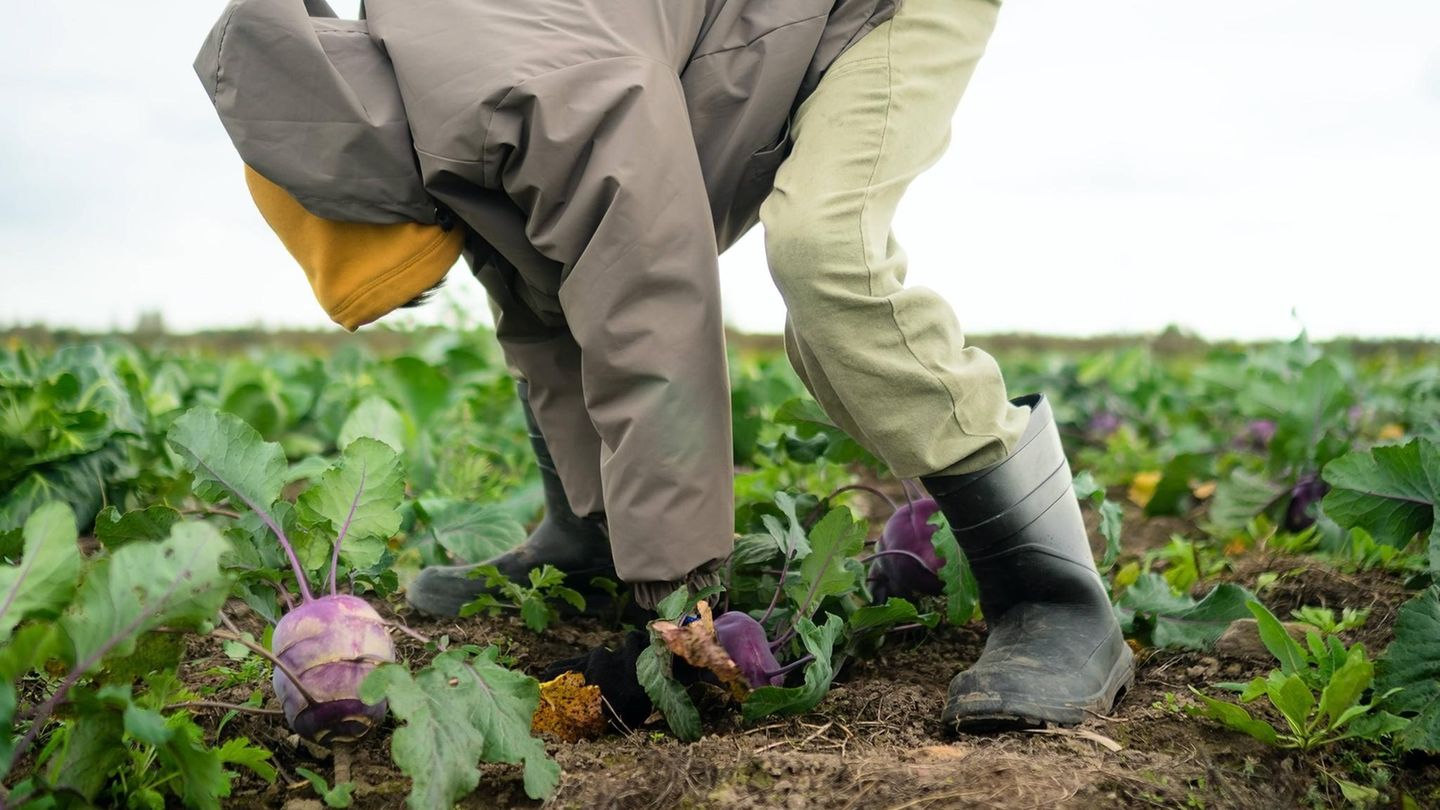 aufmacher-gartenarbeit