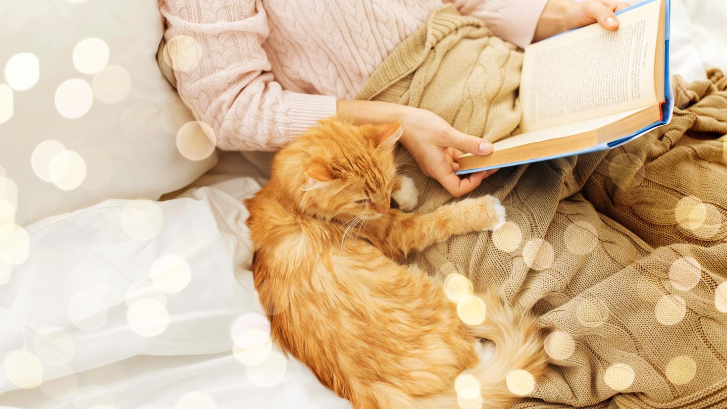 katze-lesen-zuhause-gemuetlich-liebesromane