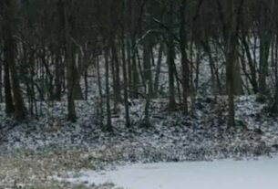 suchbild-kaum-jemand-findet-den-husky-im-schnee