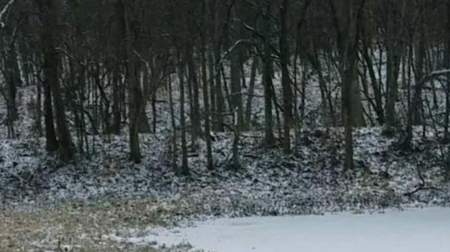 suchbild-kaum-jemand-findet-den-husky-im-schnee