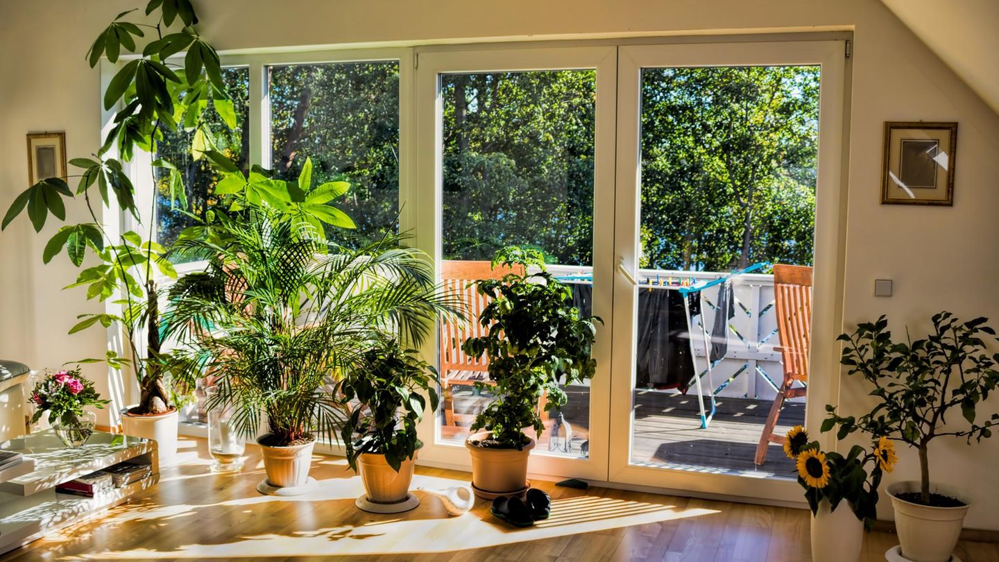 zimmerpflanzen