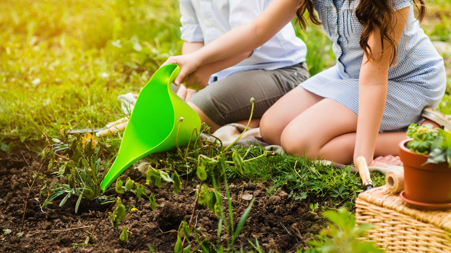 Grüner Daumen: 4 Tipps, die Essig im Garten zum Wundermittel machen