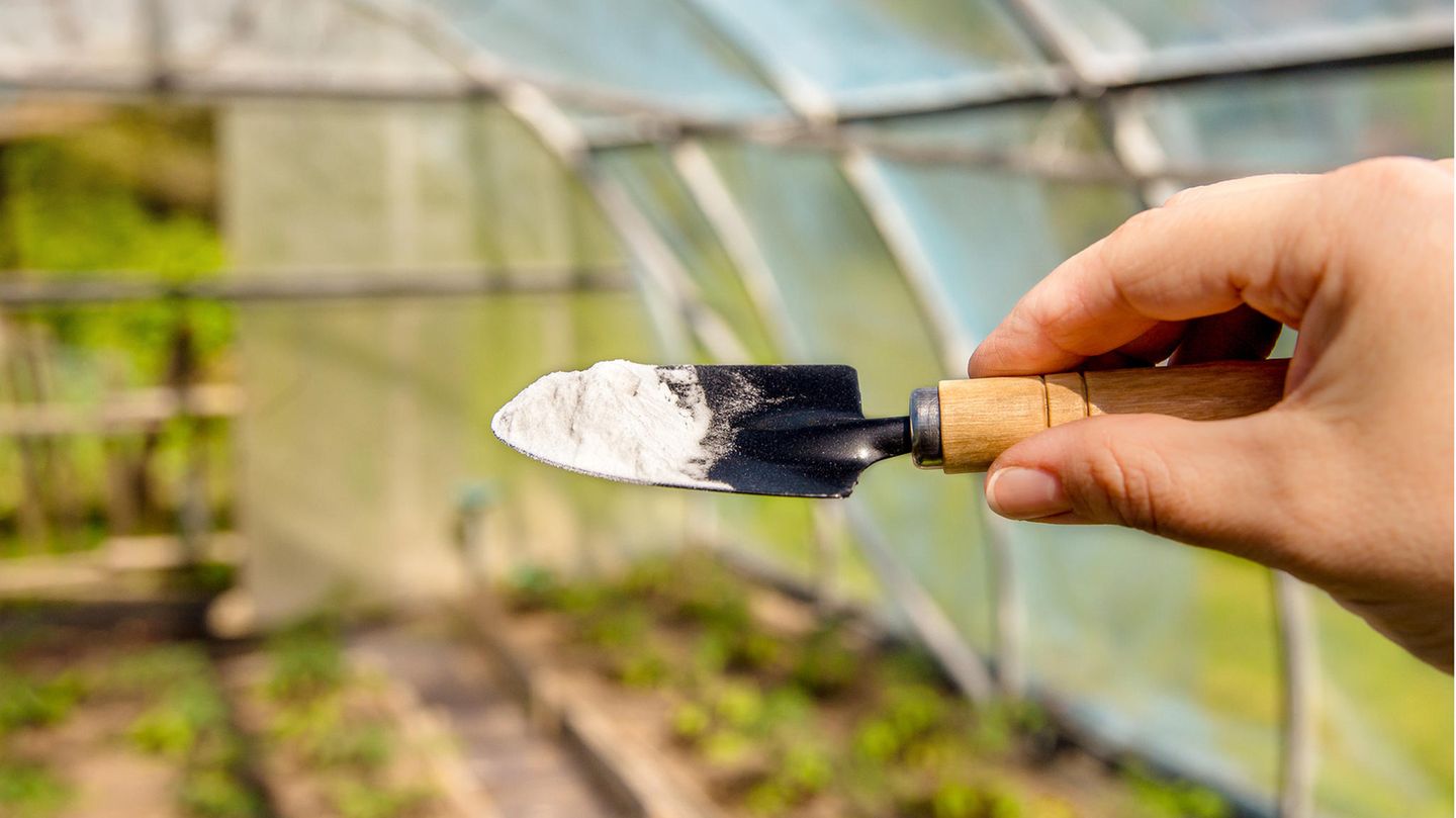 Intelligentes Gärtnern: Warum Natron im Garten ein wahres Wundermittel ist