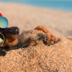 Hitzwelle in Deutschland: Mit dieser DIY-Kühlhöhle kühlst du deinen Hund in wenigen Minuten ab