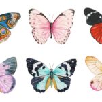 Sommer-Persönlichkeitstest: Wähle einen Schmetterling und entdecke deine verborgenen Stärken