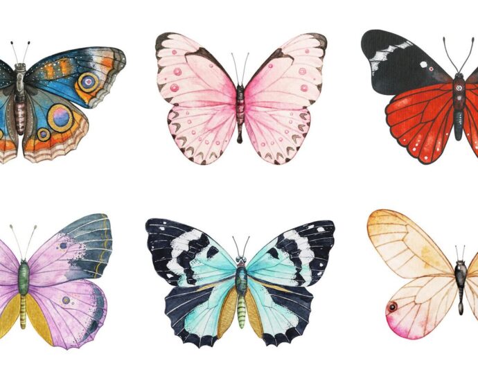 Sommer-Persönlichkeitstest: Wähle einen Schmetterling und entdecke deine verborgenen Stärken