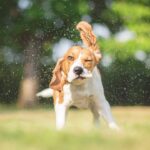 Sommerhitze 2026: 5 Tipps, wie du deinem Haustier bei heißem Wetter helfen kannst