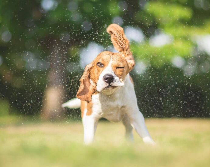 Sommerhitze 2026: 5 Tipps, wie du deinem Haustier bei heißem Wetter helfen kannst