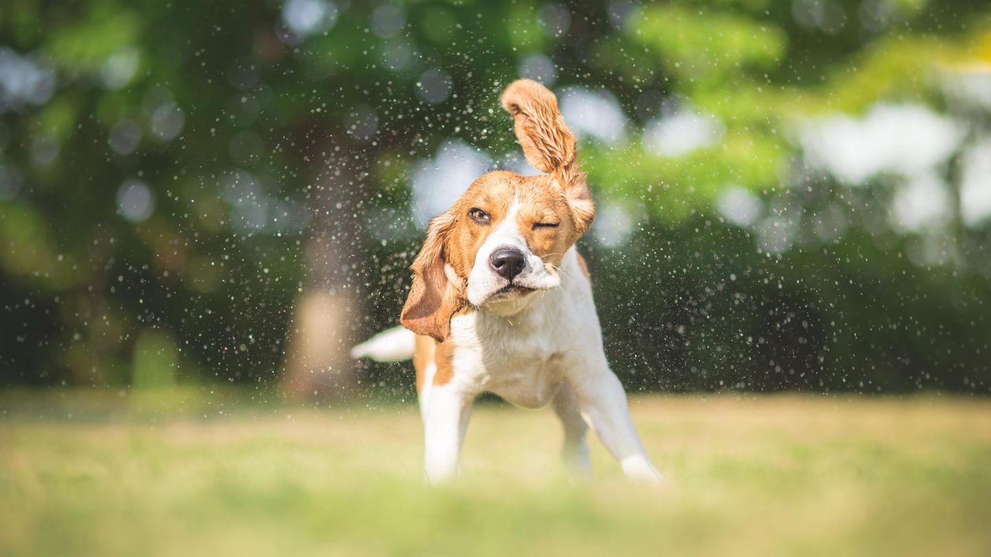 Sommerhitze 2026: 5 Tipps, wie du deinem Haustier bei heißem Wetter helfen kannst