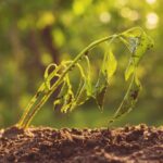 Gartenschau-Profi verrät: So rettet ihr jetzt eure Pflanzen vor der Sommerhitze