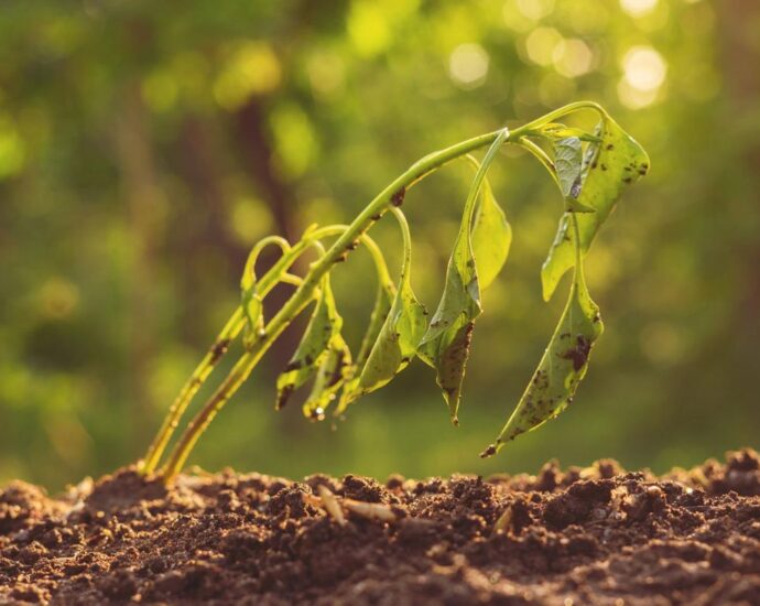 Gartenschau-Profi verrät: So rettet ihr jetzt eure Pflanzen vor der Sommerhitze