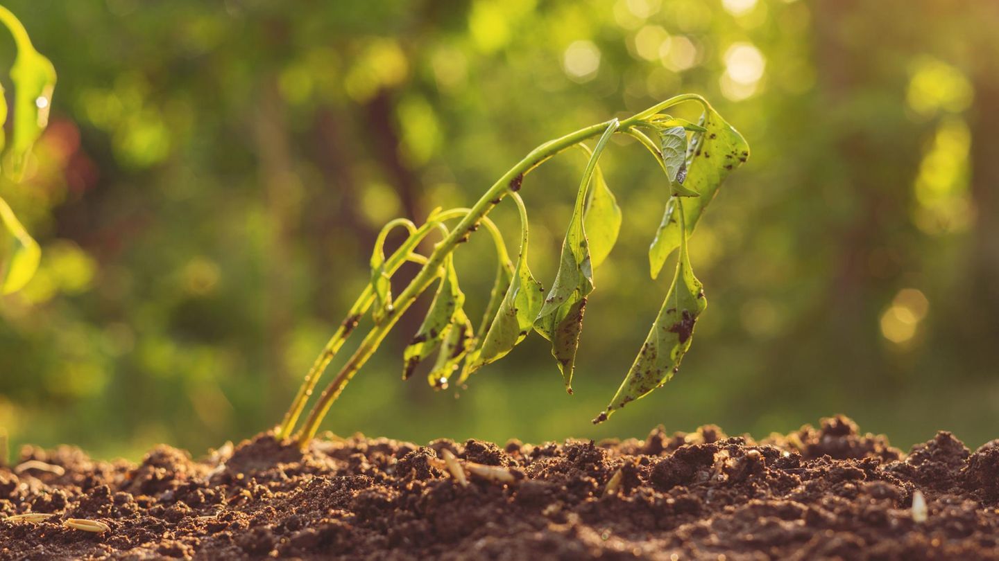 Gartenschau-Profi verrät: So rettet ihr jetzt eure Pflanzen vor der Sommerhitze