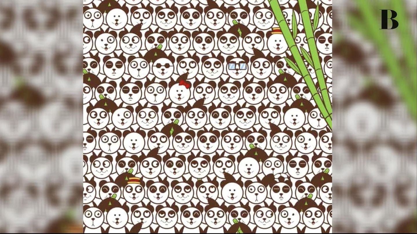 WM-Suchbild: Wo versteckt sich hier der Fußball zwischen den Pandas?