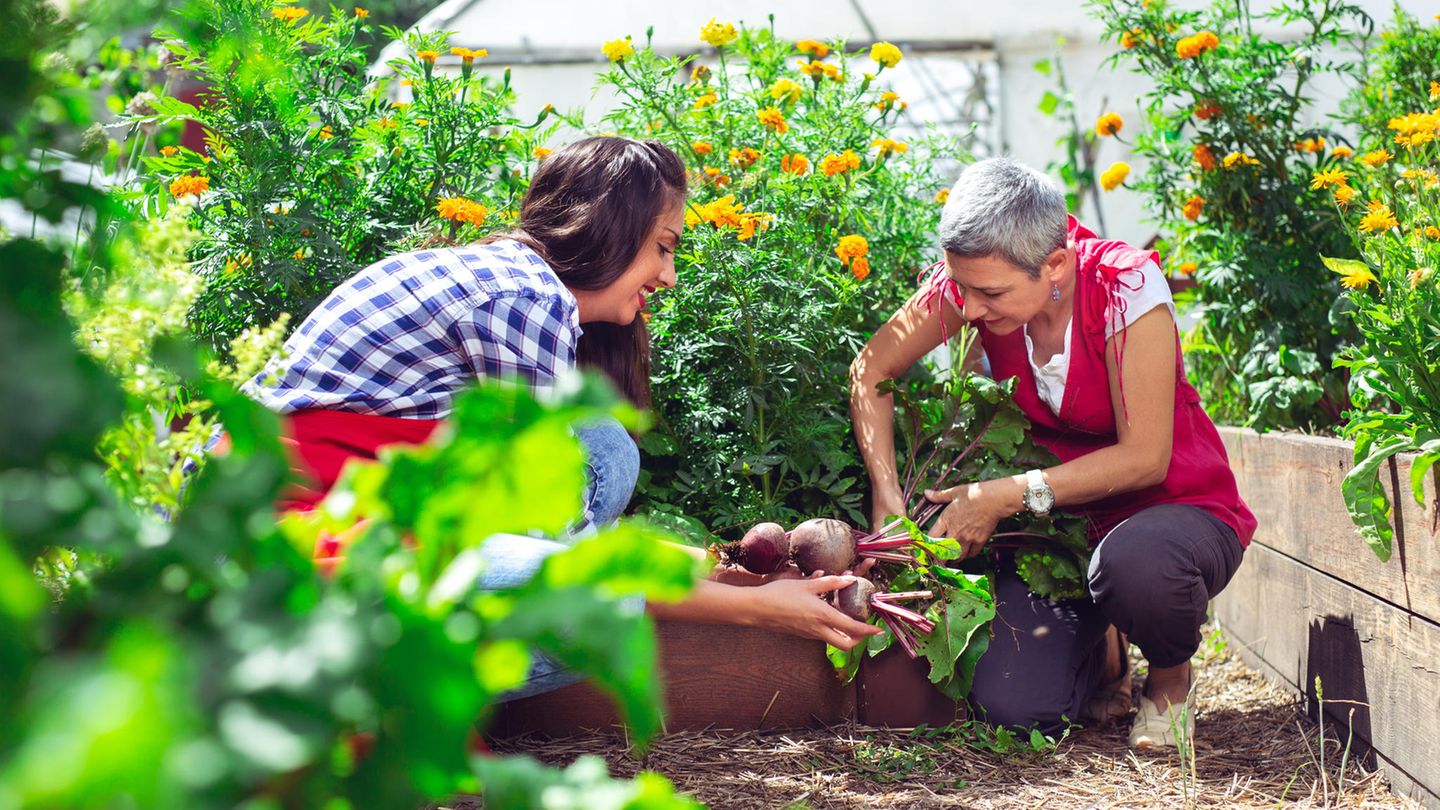 Nach der Sommersonnenwende: 3 Dinge, die euer Garten jetzt für den Hochsommer braucht