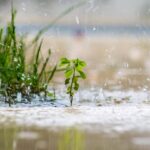 Gartentipp: 5 Handgriffe, die du direkt nach dem Regen im Garten erledigen solltest