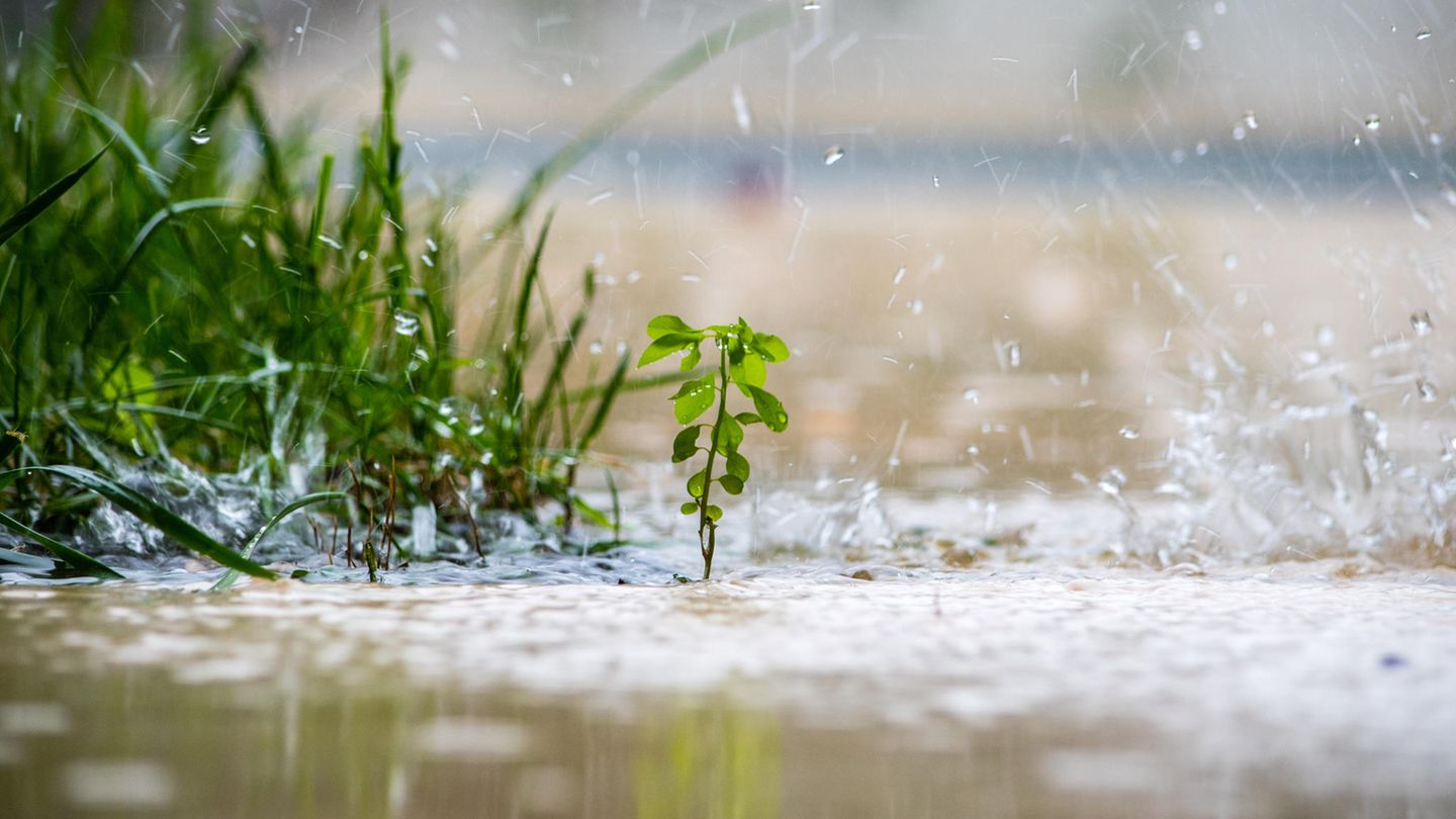 Gartentipp: 5 Handgriffe, die du direkt nach dem Regen im Garten erledigen solltest