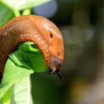 Garten-Tipp: Mit diesem Lebensmittel vertreibst du Nacktschnecken aus deinem Garten