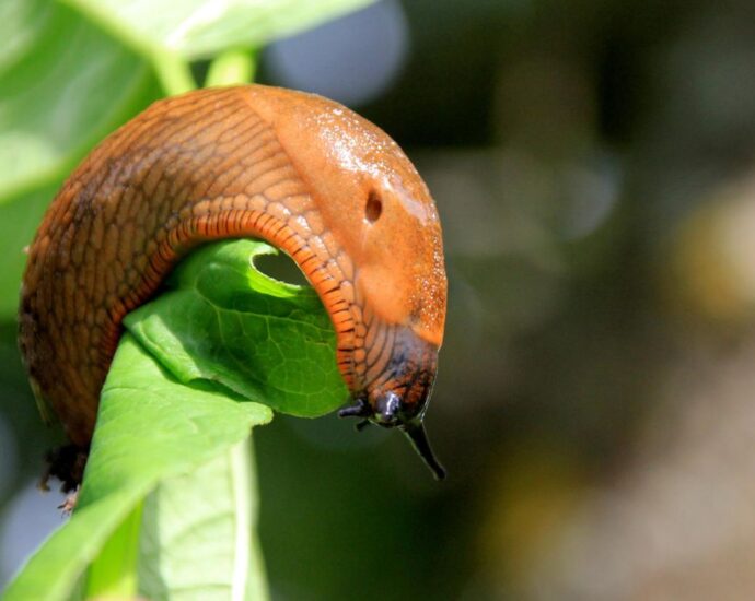 Garten-Tipp: Mit diesem Lebensmittel vertreibst du Nacktschnecken aus deinem Garten
