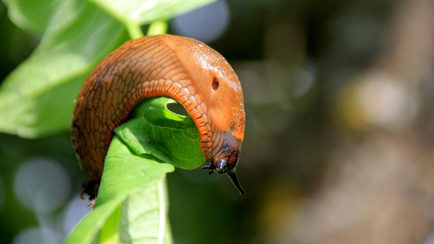 Garten-Tipp: Mit diesem Lebensmittel vertreibst du Nacktschnecken aus deinem Garten