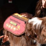 Assistenzhunde: Assistenzhund Bailey gibt Anna ein Stück Freiheit zurück