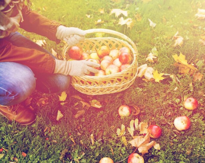 Spätsommer-Checkliste 2026: Diese 3 Gartenaufgaben solltest du jetzt unbedingt noch erledigen – es lohnt sich!