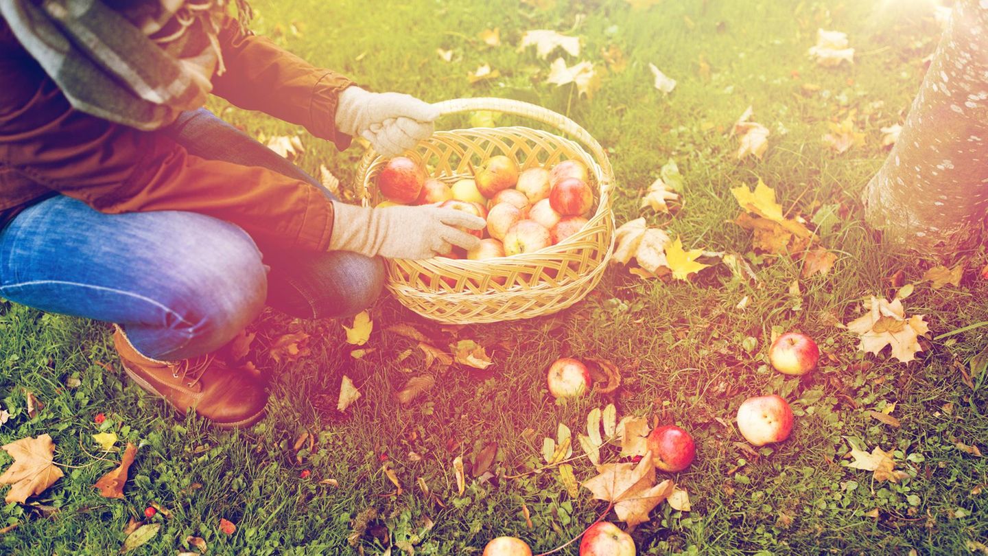 Spätsommer-Checkliste 2026: Diese 3 Gartenaufgaben solltest du jetzt unbedingt noch erledigen – es lohnt sich!