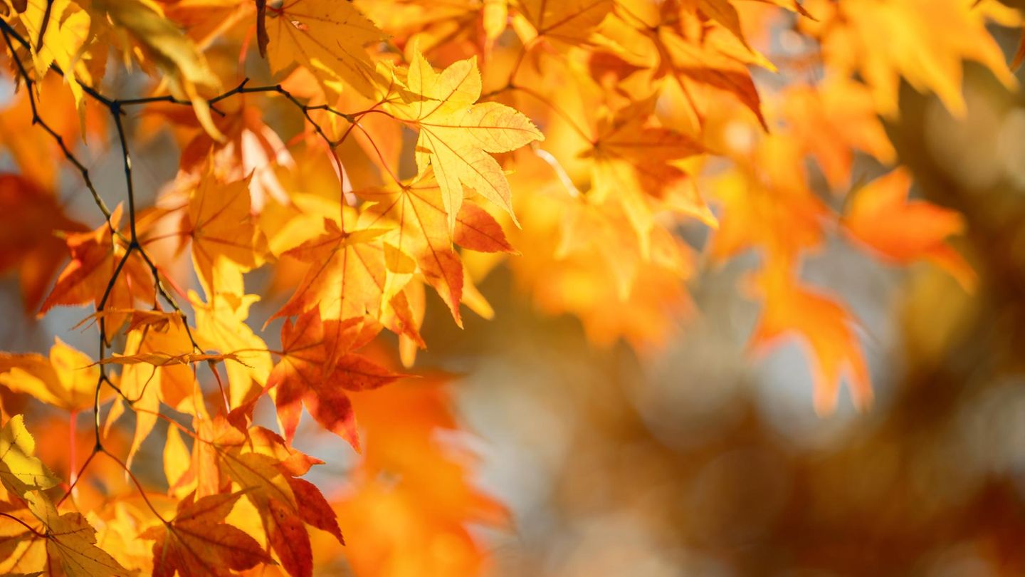 Herbst-Horoskop 2026: Für diese 3 Sternzeichen hält der Oktober eine wunderschöne Überraschung bereit