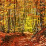 Kurztrip im Herbst: 5 Nationalparks, die du am Wochenende entdecken solltest