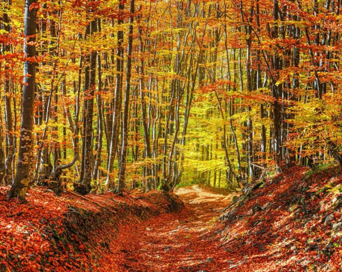 Kurztrip im Herbst: 5 Nationalparks, die du am Wochenende entdecken solltest