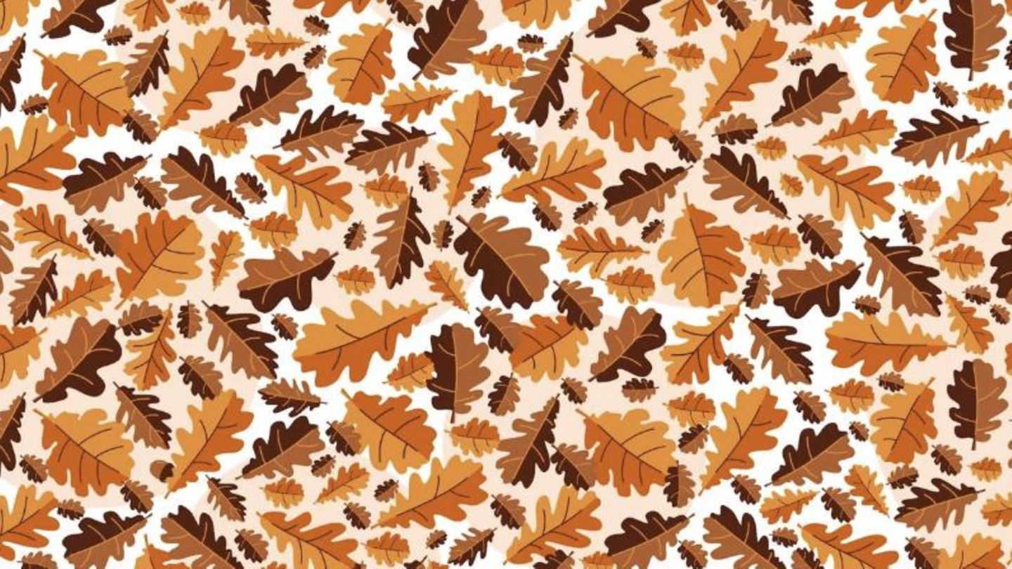 Herbst-Sehtest: Wer findet die versteckte Eichel im Blättermeer?